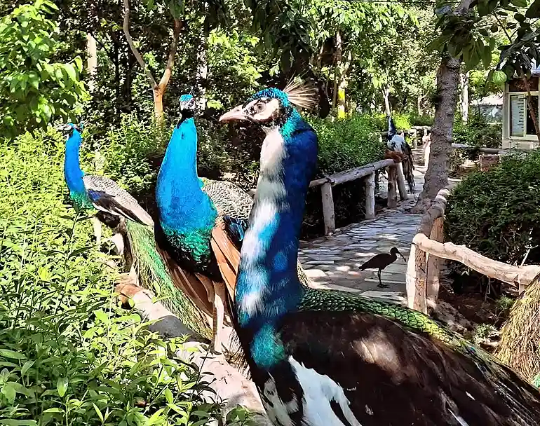 باغ پرندگان از جاهای دیدنی اصفهان