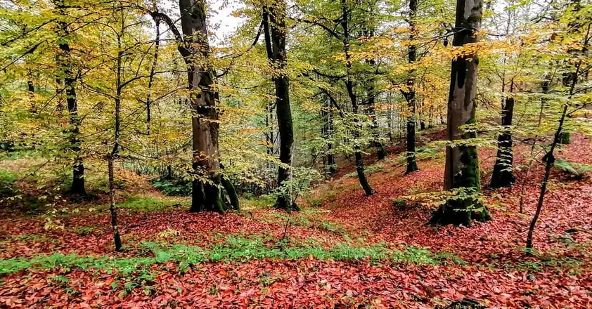 Iran in Autumn