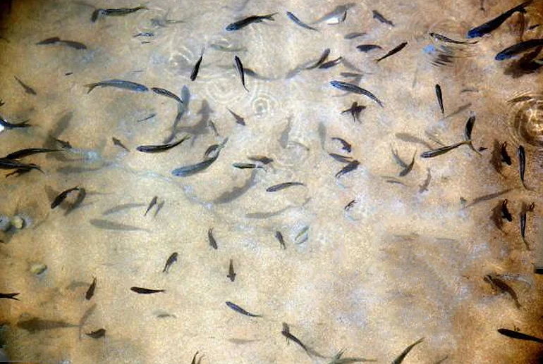 ماهی‌های کوچک حاشیه آب وادی بنی خالد