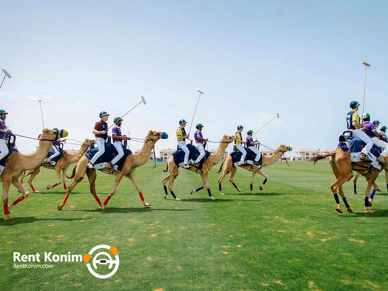 polo with camels in Dubai