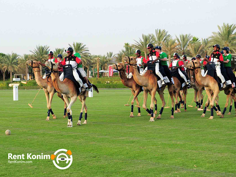 polo with camels in Dubai