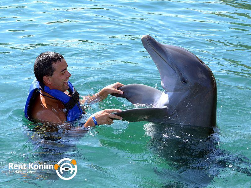Swim with dolphins in Dubai