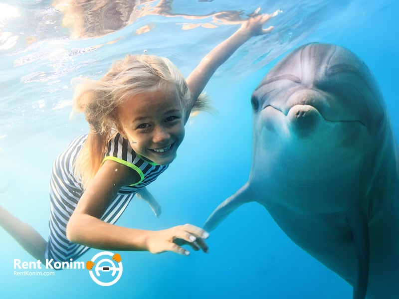 swim with dolphins in Dubai
